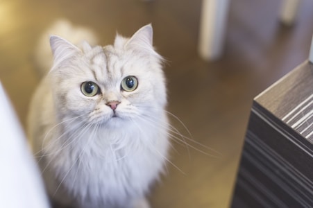 A fluffy white cat with large, expressive eyes stands on a wooden floor. Its fur is long and silky, and it has a curious yet calm demeanor. In the background, there are blurred elements of furniture.