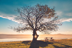 silhouette of tree near sea