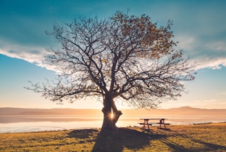 silhouette of tree near sea