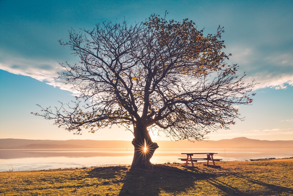 Silueta de árbol cerca del mar