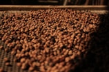 Sun-dried coffee beans glowing with warm gold tones on rustic drying racks.