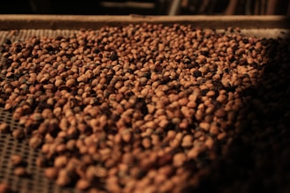 Close-up of hands sorting coffee beans during the benefit process under natural light.