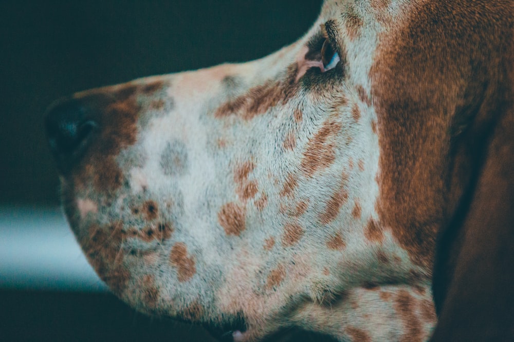 Nahaufnahme eines kurzhaarigen weißen und braunen Hundes