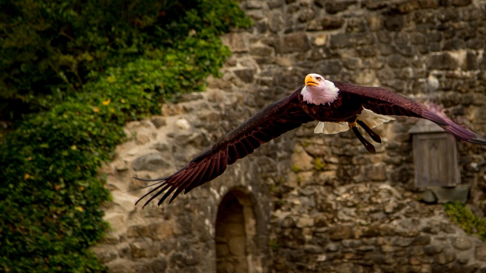 Ein Vogel, der in der Luft fliegt