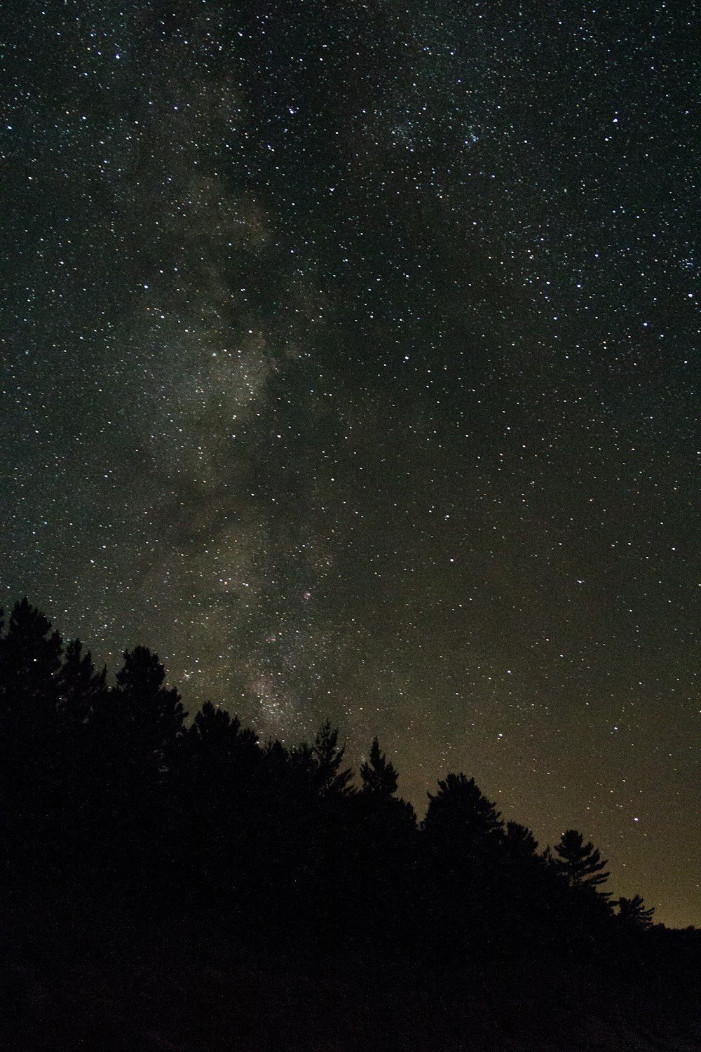 stars and trees during night time