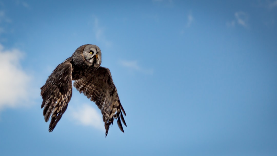 low angle photography of flying brown and gray owl