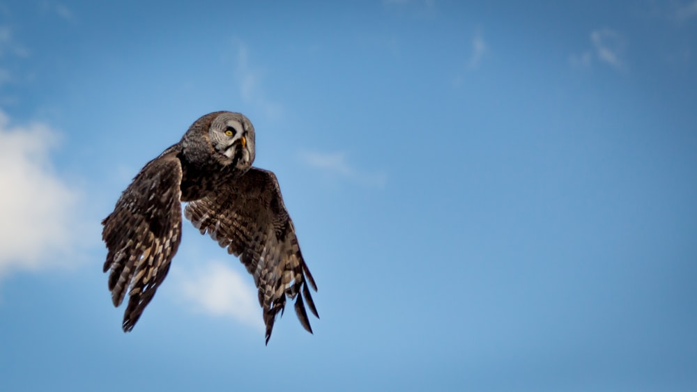 Fotografía de ángulo bajo de búho marrón y gris volador