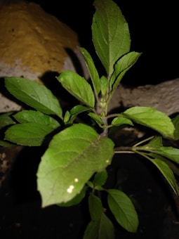 A close-up view of a green plant with multiple leaves. The leaves are vibrant green with visible veins, and a few have small white spots. The background is dark, highlighting the plant and making the leaves stand out.