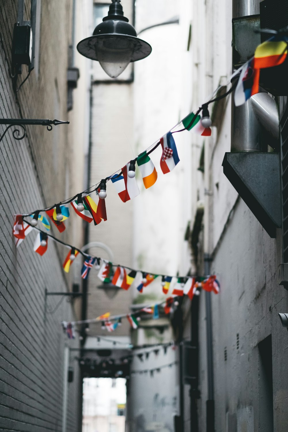 Bruants multicolores sur le sentier