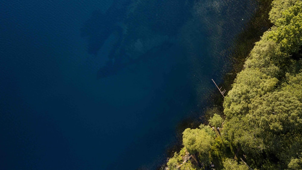 arbres à feuilles vertes près d’un plan d’eau