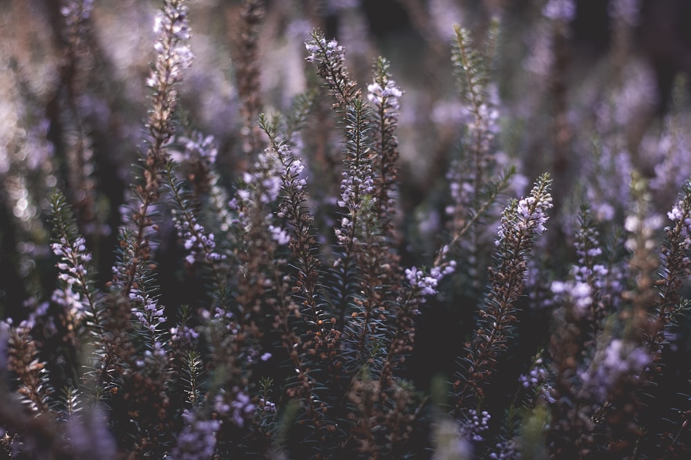 fleurs à pétales violets pendant la journée