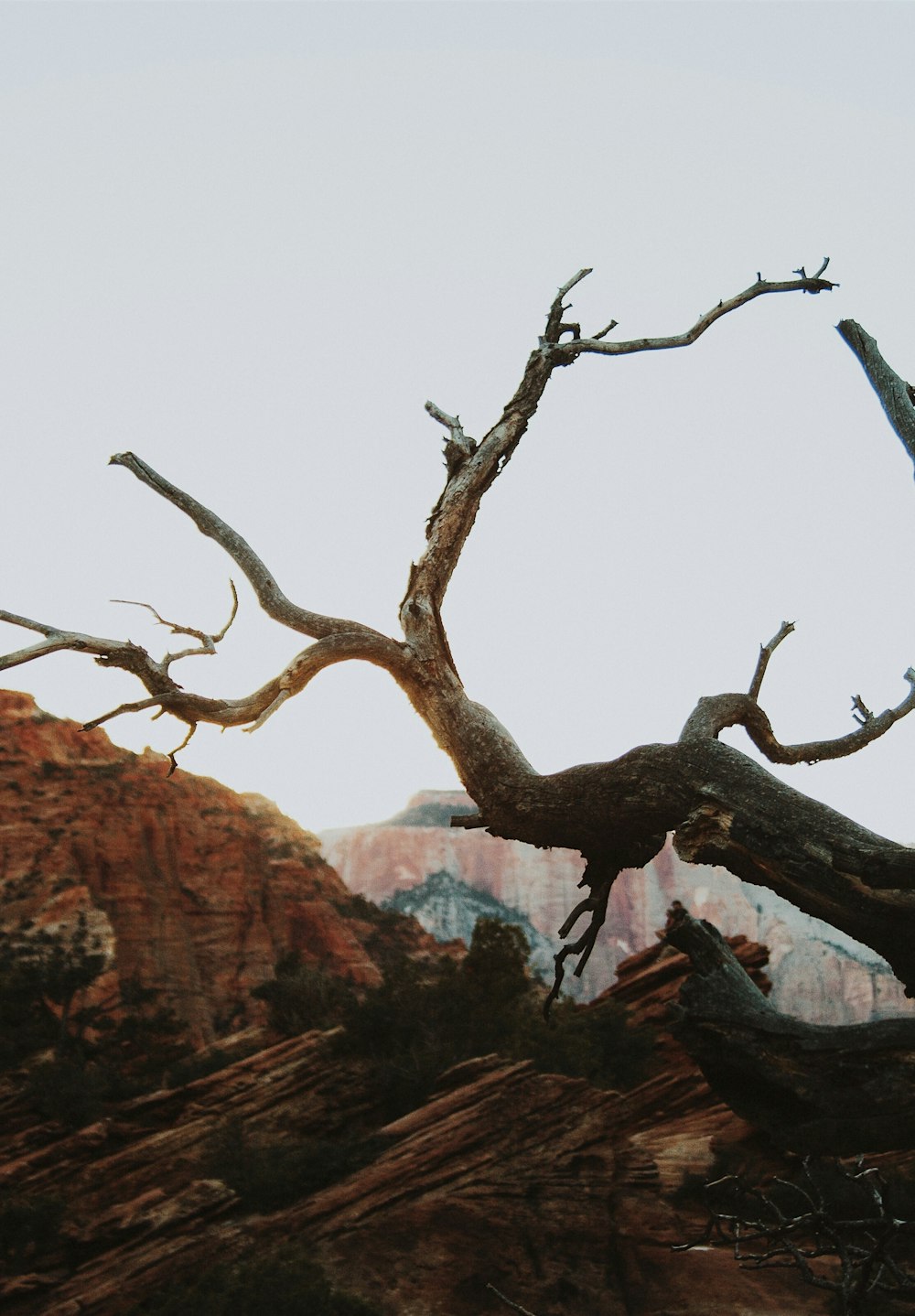 albero spoglio vicino alle montagne durante il giorno