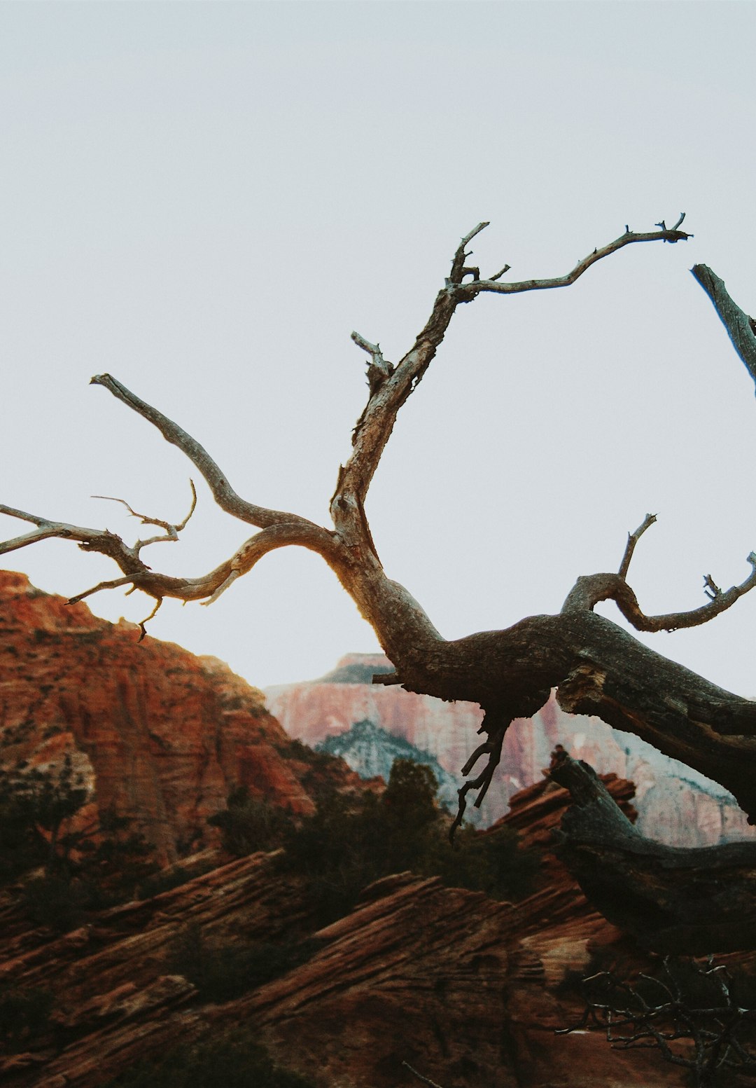 bare tree near mountains during daytime