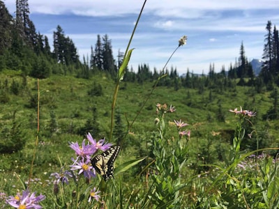 Close-up of a wildflower meadow in Idaho, with soft peacock blue butterflies resting on bright blossoms.