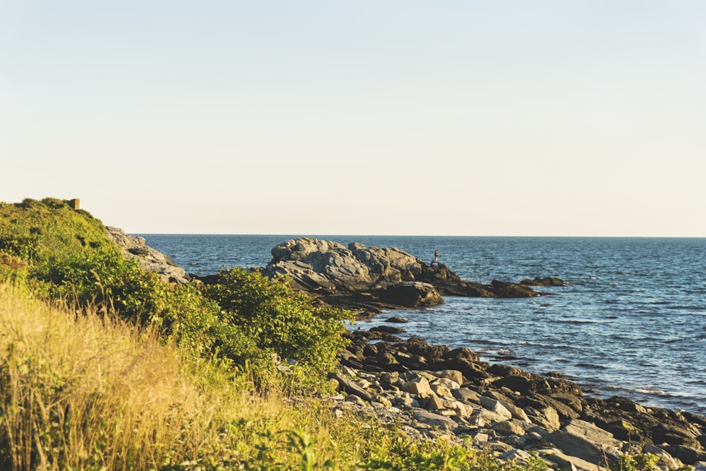 a rocky shore with grass and bushes on it