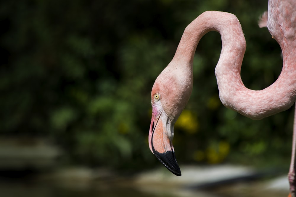 close up photo of red bird