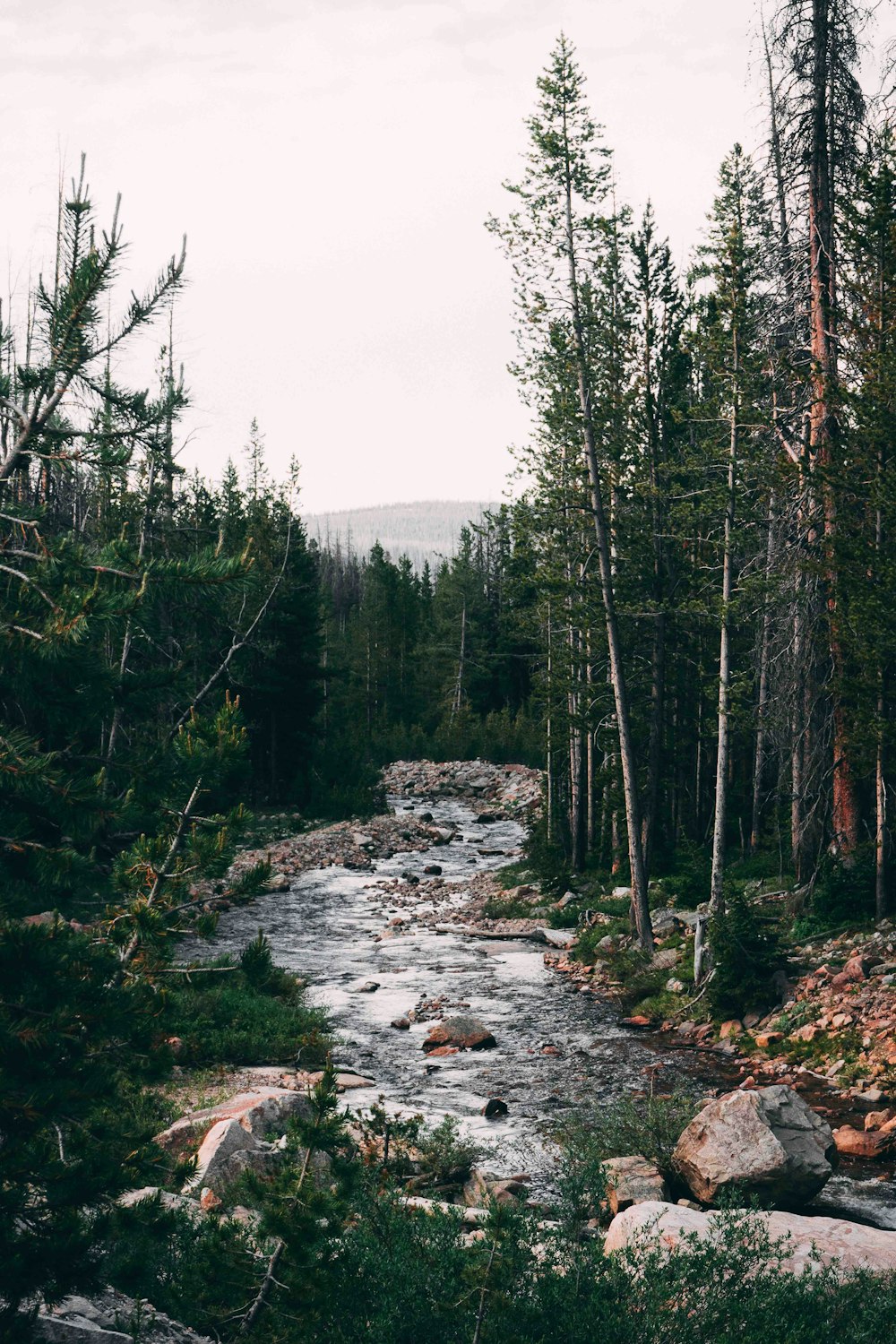 green trees near lake