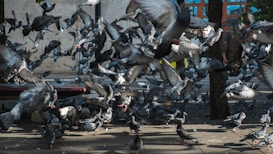 A large flock of pigeons is captured mid-flight in an urban setting. The birds appear to be taking off from the ground, with some still walking on the pavement. The background includes concrete surfaces and a structure with windows, along with trees casting shadows on the scene.
