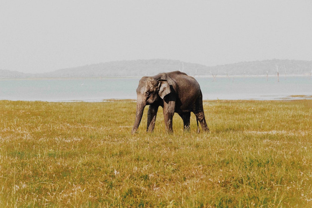 grey elephant in middle of field during daytime