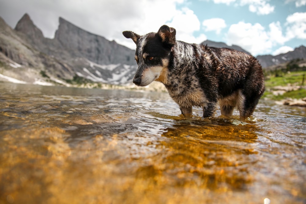 Schwarzer und brauner Hund, der auf einem Fluss in der Nähe von Bergen steht