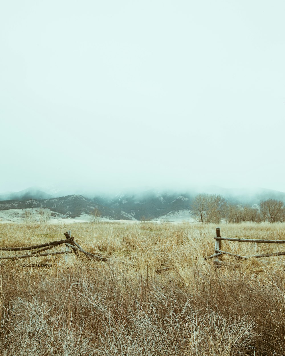 brown grass field