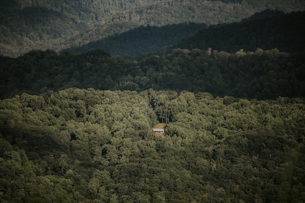 cabin in forest