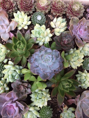 Miniature succulent garden featuring a mix of colorful Sedum varieties in a shallow dish.