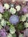 An assortment of succulents arranged closely together, featuring a variety of shapes and colors ranging from soft greens to purples. The succulents display intricate leaf patterns and textures, with some having a rosette shape.