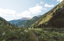 A picturesque mountain landscape featuring a valley with vibrant wildflowers and a narrow dirt path leading through the lush greenery. The rolling hills and steep mountainsides are covered in dense pine forests, and the sky above is bright blue with scattered, fluffy white clouds.