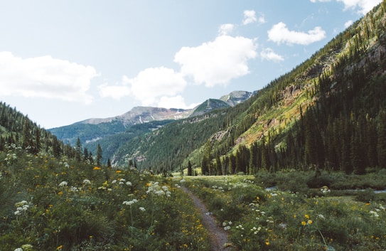 A picturesque mountain landscape featuring a valley with vibrant wildflowers and a narrow dirt path leading through the lush greenery. The rolling hills and steep mountainsides are covered in dense pine forests, and the sky above is bright blue with scattered, fluffy white clouds.
