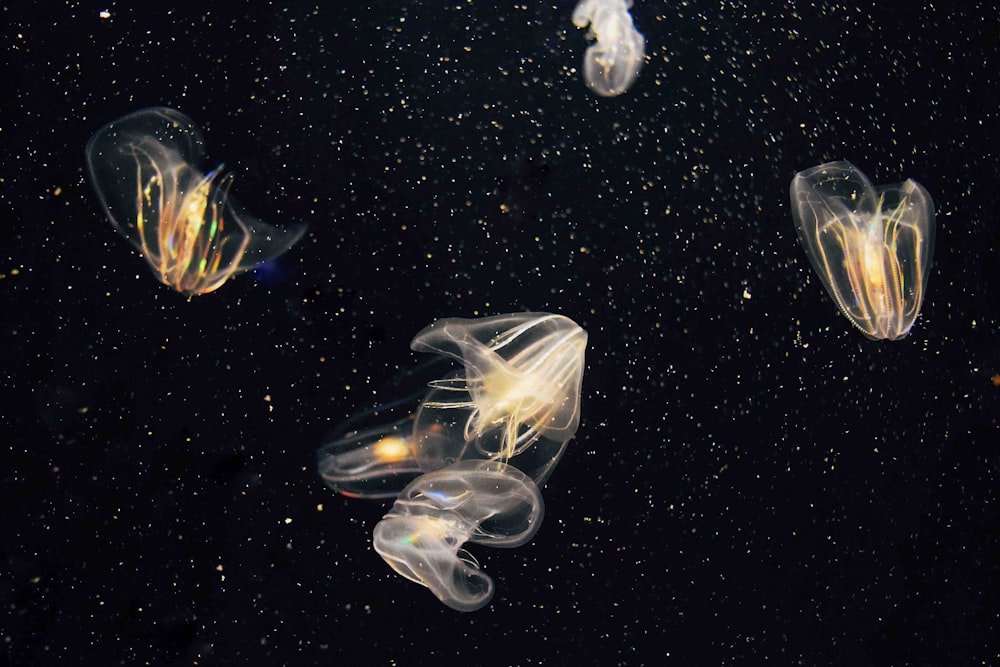 plusieurs méduses sous l’eau