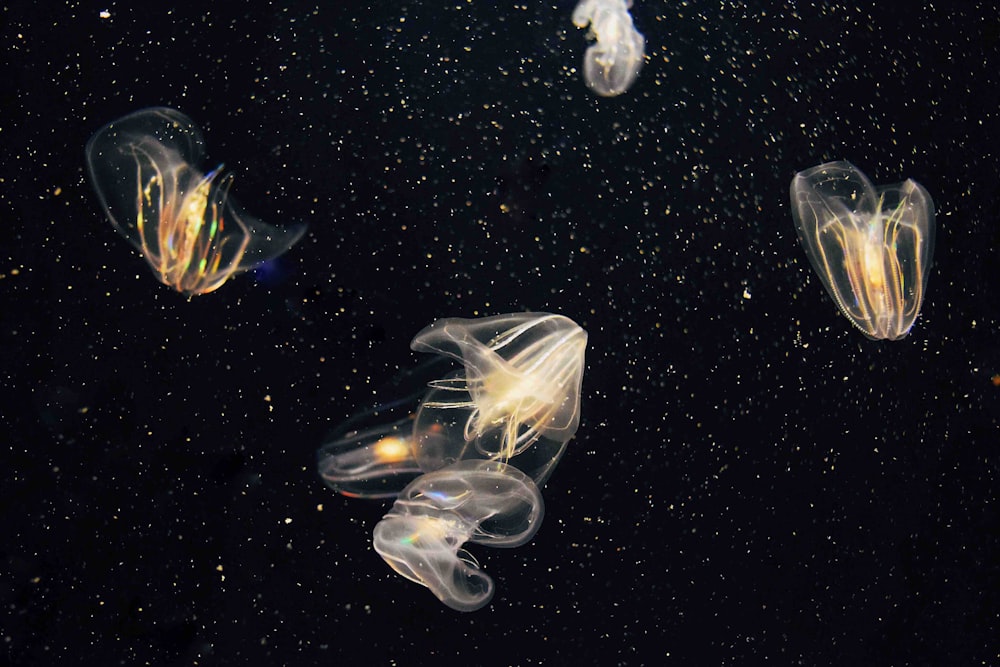 several jellyfish under water