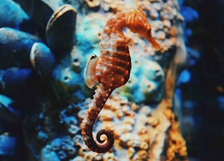 selective focus photography of orange seahorse