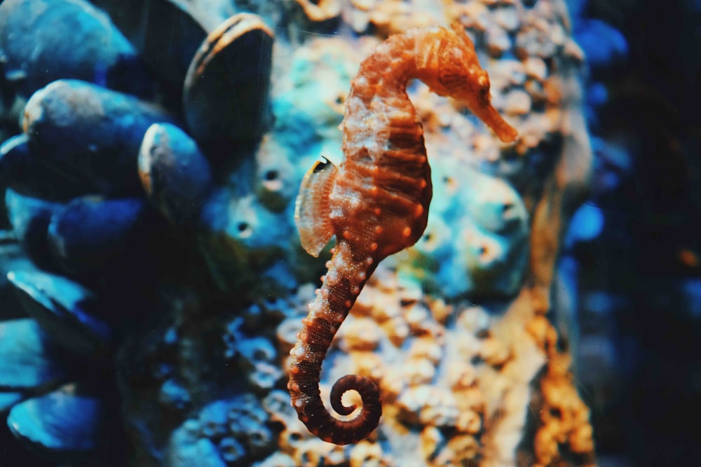 selective focus photography of orange seahorse