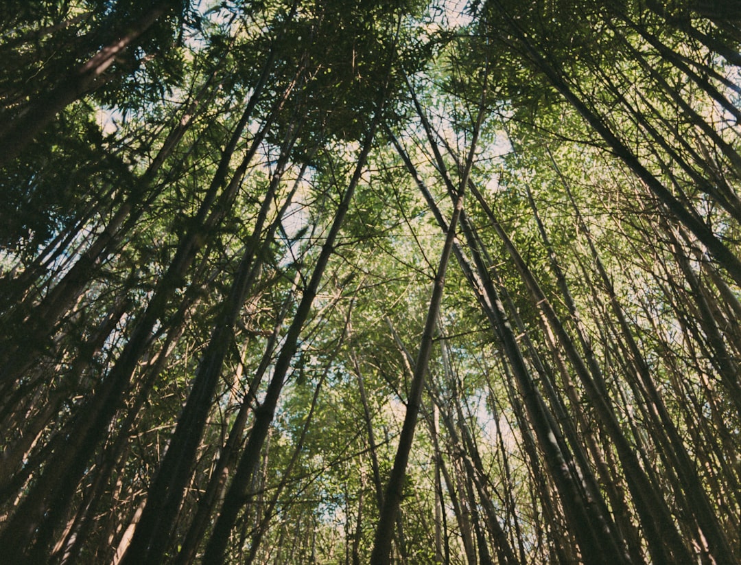 Forest photo spot San Francisco Botanical Garden Regional Parks Botanic Garden