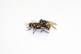 Two houseflies are positioned on a flat, white surface with their bodies closely aligned. The flies have translucent wings and prominent red compound eyes, exhibiting typical fly behavior.