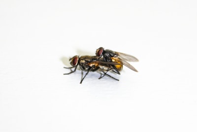 Two houseflies are positioned on a flat, white surface with their bodies closely aligned. The flies have translucent wings and prominent red compound eyes, exhibiting typical fly behavior.