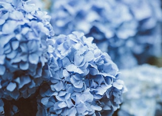 blue flowers