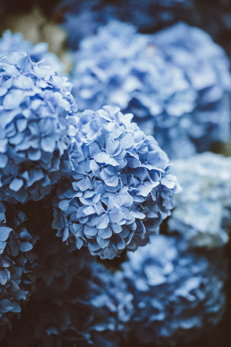Hydrangea bouquet