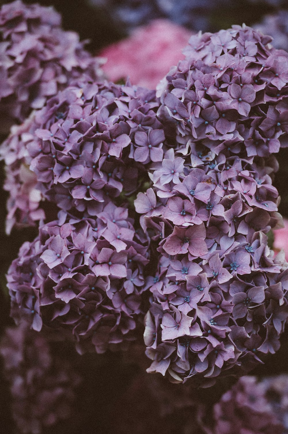 foto ravvicinata di fiori di ortensia