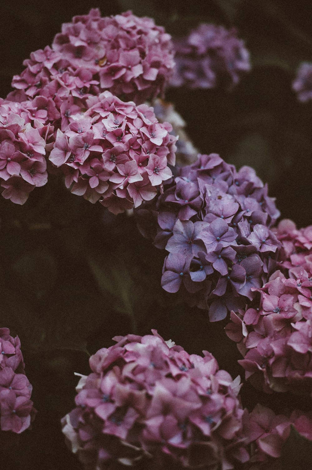 photo of pink and purple petaled flowers