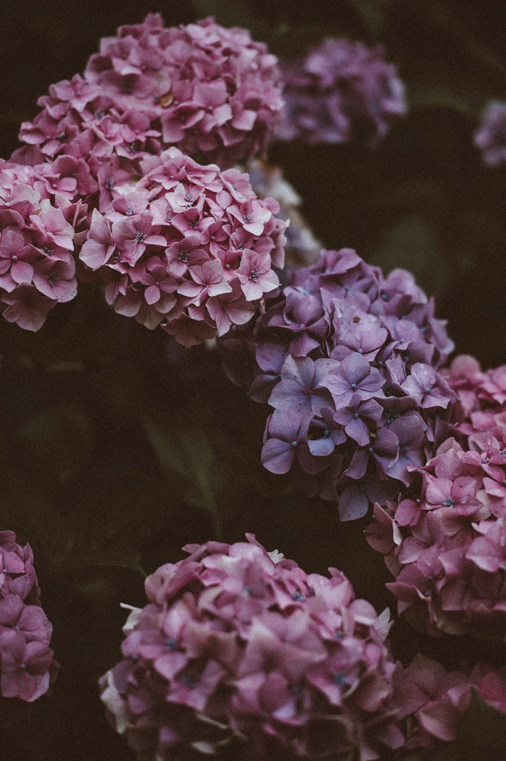 photo de fleurs pétales roses et violettes