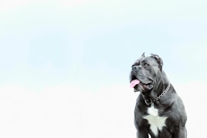 A large, muscular black dog with cropped ears and a silver chain collar is sitting, looking to the side with its tongue out. The background is overexposed, making it appear bright and white.