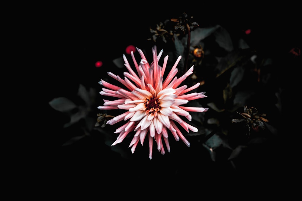 foto de primer plano de la flor rosa de Mums