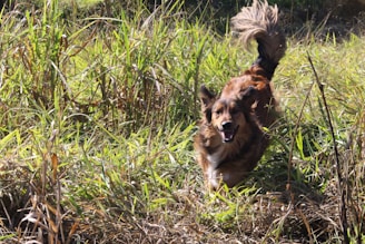 A happy dog wagging its tail in a natural outdoor setting, fully recovered.