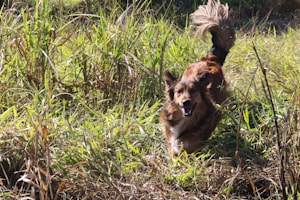A lively dog with a fluffy tail is running energetically through tall, dense grass in a natural outdoor setting.