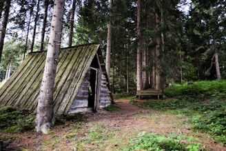 A rugged shelter built from natural materials in a dense forest setting