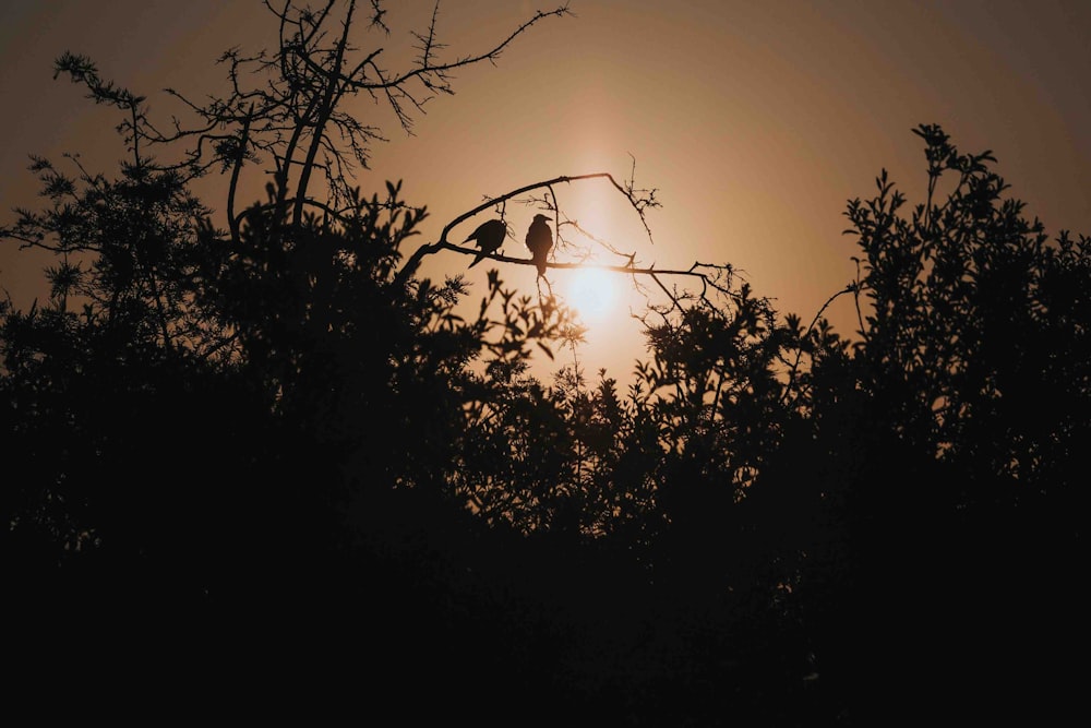 silhouette of trees during daytime