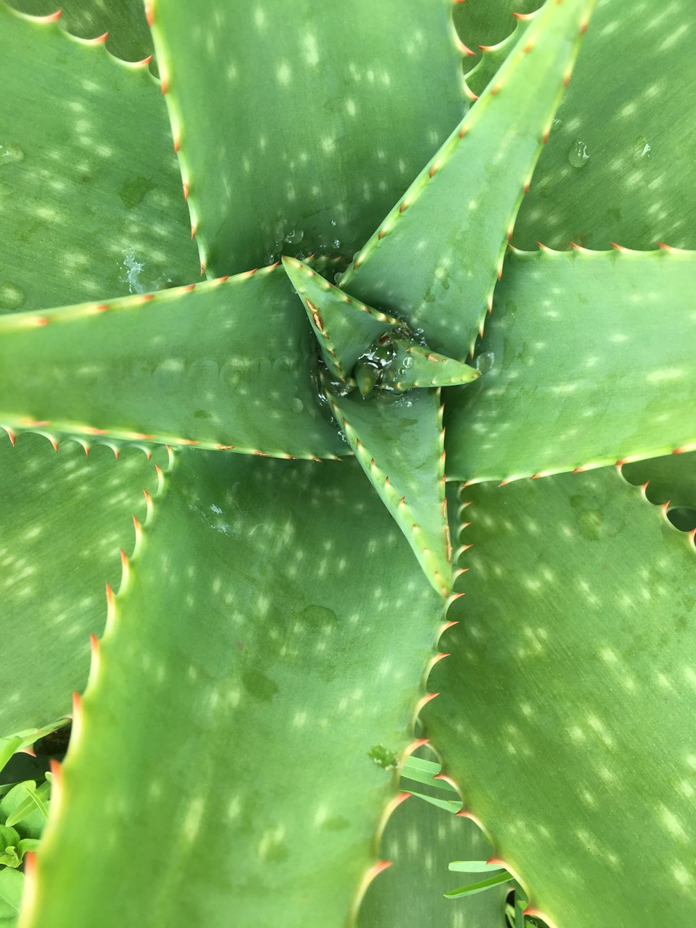 pourquoi-l-aloe-vera mucilage-plante-soin-naturel-aloe-vera-nature