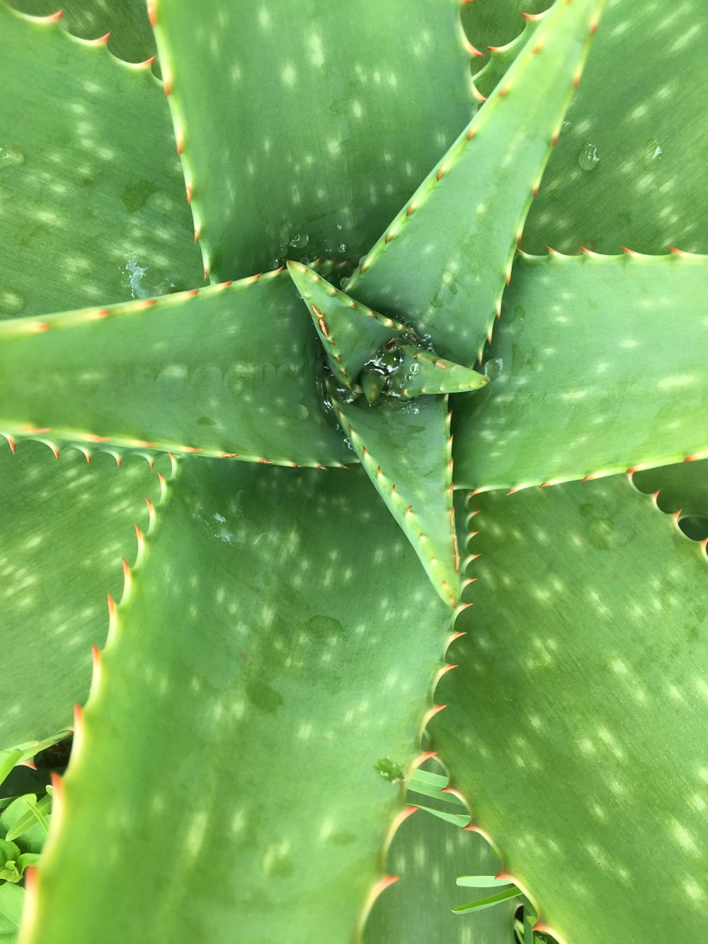 Aloe Vera Pflanze